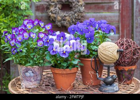 Rustikale Gartendekoration mit blauen Viola-Blüten in Terrakotta-Töpfen Stockfoto