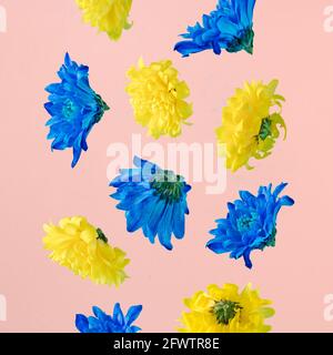 Ein Regen von blauen und gelben Blumen fällt auf pastellrosa Hintergrund. Minimaler Sommer Natur ad Konzept Idee. Stockfoto