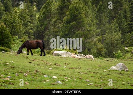 Vall de la Llosa, in La Cerdanya, Detail von Kühen und Pferden auf grünen Wiesen im Frühjahr (Cerdanya, Katalonien, Spanien, Pyrenäen) Stockfoto