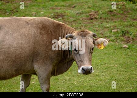 Vall de la Llosa, in La Cerdanya, Detail von Kühen und Pferden auf grünen Wiesen im Frühjahr (Cerdanya, Katalonien, Spanien, Pyrenäen) Stockfoto