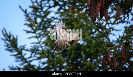 Cuckooflies von Baum zu Baum und landet auf einem Ast, das beste Foto. Stockfoto