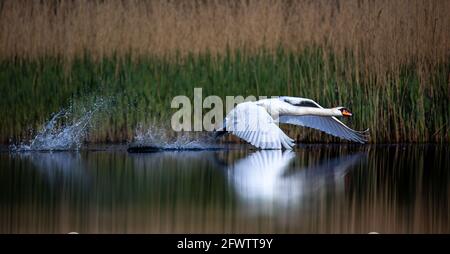 Schwan versucht, von der Oberfläche des Sees zu starten, das beste Foto. Stockfoto