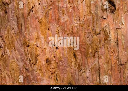 Nahaufnahme von Riesenmammutbaum Sequoiadendron giganteum Rinde, Sopron, Ungarn Stockfoto