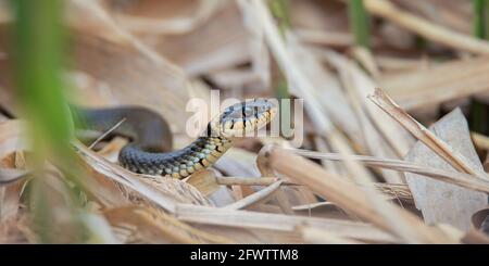 Die Grasnatter Natrix natrix kriecht im Schilf und sucht nach Futter, das beste Foto. Stockfoto