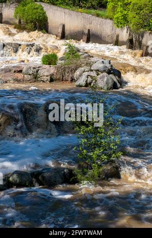 Helsinki / Finnland - 22. MAI 2021: Ein Detail eines kleinen weißen Wassers mit Wachstum in der Mitte der Felsen. Stockfoto