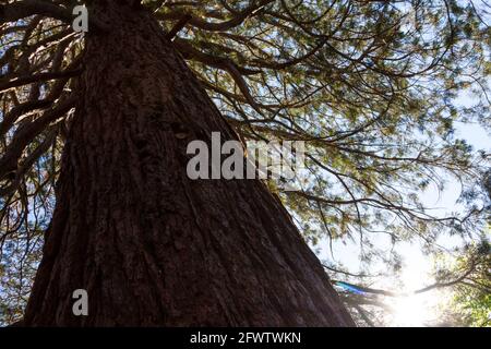 Riesenmammutbaum Sequoiadendron giganteum, ca. 150 Jahre alt, in Erzsebet kert (Elisabeth Park), Sopron, Ungarn Stockfoto