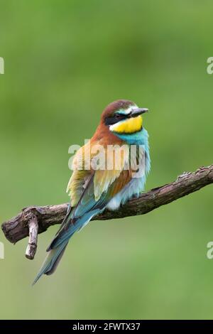 Europäischer Bienenfresser sitzt auf einem Stock Merops apiaster sitzend an Eine Zweigstelle Stockfoto