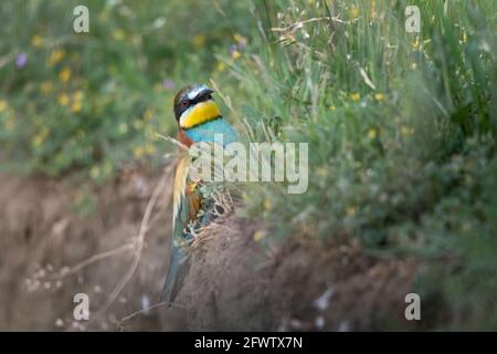 Bienenfresser auf dem Boden in der Nähe von Blumen Merops apiaster sitzen Stockfoto