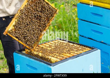 Aus dem Bienenstock entfernte Wabe, die Arbeit eines Imkers, ökologische Honigproduktion, Bienenzucht Stockfoto