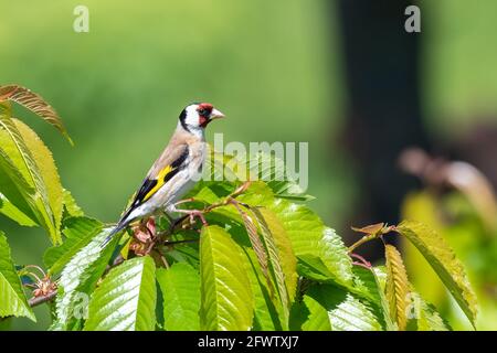 Der Europäische Goldfink (Carduelis carduelis) siedelt sich auf dem Ast an Stockfoto