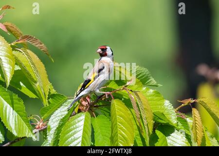 Der Europäische Goldfink (Carduelis carduelis) siedelt sich auf dem Ast an Stockfoto