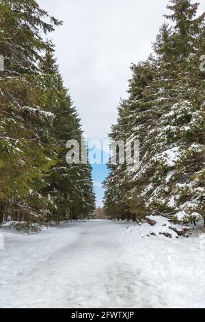 Hautes Fagnes, Belgien, 8. April 2021: Die Hautes Fagnes bilden eine Region, die sich erstreckt, in Belgien in der Wallonischen Region und in Deutschland im Rheinland-Pa Stockfoto
