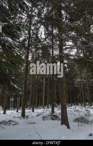 Hautes Fagnes, Belgien, 8. April 2021: Die Hautes Fagnes bilden eine Region, die sich erstreckt, in Belgien in der Wallonischen Region und in Deutschland im Rheinland-Pa Stockfoto