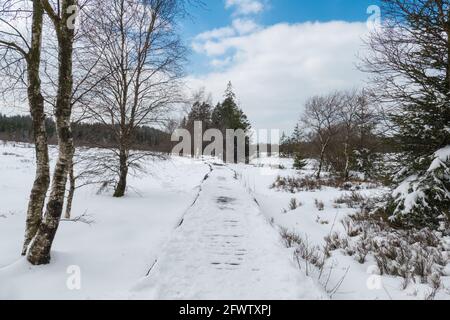 Hautes Fagnes, Belgien, 8. April 2021: Die Hautes Fagnes bilden eine Region, die sich erstreckt, in Belgien in der Wallonischen Region und in Deutschland im Rheinland-Pa Stockfoto