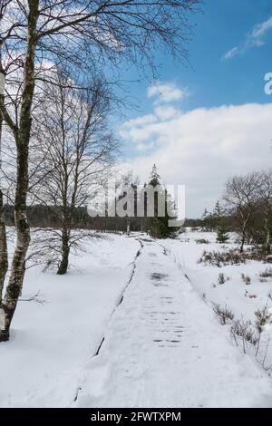 Hautes Fagnes, Belgien, 8. April 2021: Die Hautes Fagnes bilden eine Region, die sich erstreckt, in Belgien in der Wallonischen Region und in Deutschland im Rheinland-Pa Stockfoto