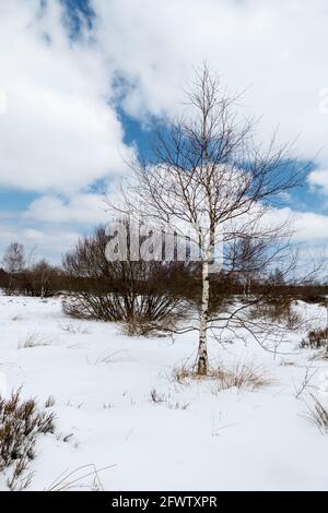 Hautes Fagnes, Belgien, 8. April 2021: Die Hautes Fagnes bilden eine Region, die sich erstreckt, in Belgien in der Wallonischen Region und in Deutschland im Rheinland-Pa Stockfoto