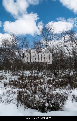 Hautes Fagnes, Belgien, 8. April 2021: Die Hautes Fagnes bilden eine Region, die sich erstreckt, in Belgien in der Wallonischen Region und in Deutschland im Rheinland-Pa Stockfoto