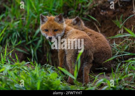 Junger Fuchs (Vulpes vulpes) von einigen Wochen alt entdeckt die Welt und übt seine Jagdkünste, um in der großen Welt zu überleben. Stockfoto