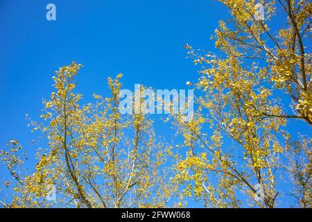 De Waal Park, Kapstadt, Südafrika - 21-05-2021 Stockfoto