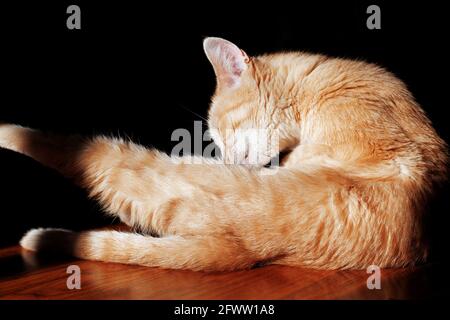 Ingwer-Katze leckt sich im Sonnenlicht auf dem Boden Stockfoto