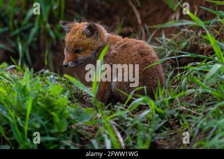 Junger Fuchs (Vulpes vulpes) von einigen Wochen alt entdeckt die Welt und übt seine Jagdkünste, um in der großen Welt zu überleben. Stockfoto