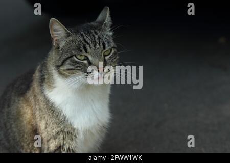 Mürrische tubby Katze mit weißem Fell sitzt auf dem Boden draußen. Sommer, Riga, Lettland. Stockfoto