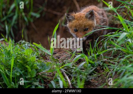 Junger Fuchs (Vulpes vulpes) von einigen Wochen alt entdeckt die Welt und übt seine Jagdkünste, um in der großen Welt zu überleben. Stockfoto