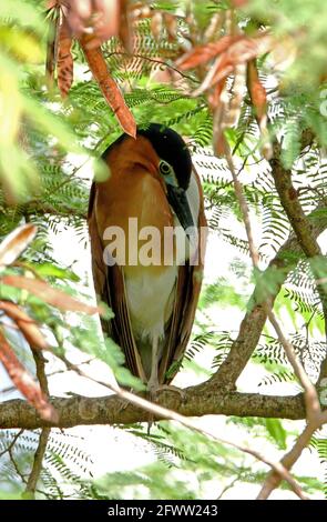 Rufous Nachtreiher (Nycticorax caledonicus manillensis) Erwachsene Roosting in Baum Sabah, Borneo Januar Stockfoto