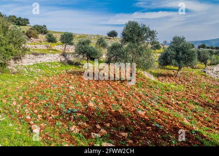 Landschaft in der Nähe der Stadt Ajloun, Jordanien. Stockfoto