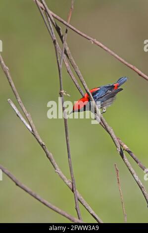 Scharlachrote Blütenpecker (Dicaeum cruentatum nigrimentum) erwachsenes Männchen, das auf totem Zweig (endemische Bornean-Unterart) Sabah, Borneo, thront Jan Stockfoto