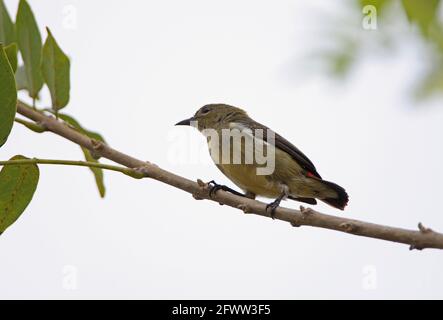 Scharlachrote Blütenpecker (Dicaeum cruentatum nigrimentum) adultes Weibchen, das auf einem Zweig (endemische Bornean-Unterart) thront, Sabah, Borneo Jan Stockfoto