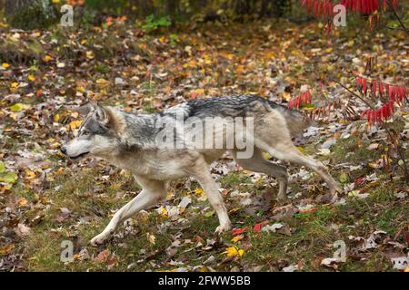 Grauer Wolf (Canis lupus) Runs links vorbei Sumac Herbst - Gefangener Tier Stockfoto