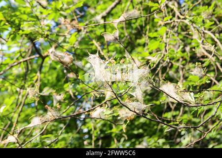 Spinnennetz auf Baumzweigen im Frühlingspark aus Vogelkirschmotten-Insekt. Stockfoto