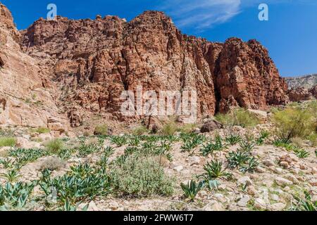 Wadi Dana Canyon im Dana Biosphere Reserve, Jordanien Stockfoto