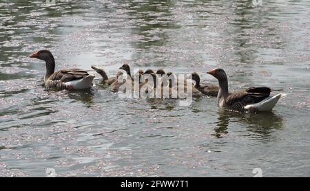 Familie Graugänse auf dem Fischteich Stockfoto