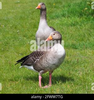 Graugänse auf der Seite des Teiches Stockfoto