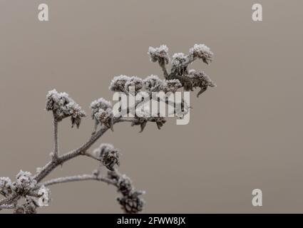 Dorniger Blackberry-Buschstiel, der mit einem Reif bedeckt ist Die englische Landschaft Stockfoto