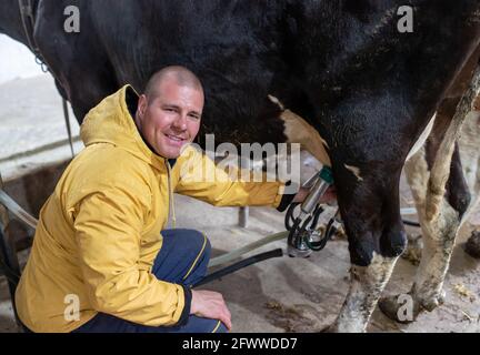 Junger Landwirt mit automatischer Melkmaschine. Mann, der neben der Holstein-Kuh hockend, lächelt zufrieden. Stockfoto