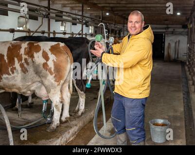 Junger Mann Milchbauer zeigt die Präsentation der Melkmaschine. Lächelnder Landwirt, der in Innenräumen bei Simmental- und Holsten-Kühen steht. Stockfoto