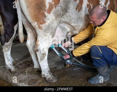 Bauer junger Mann hockend neben Milchkühen mit Melkmaschine. Stockfoto