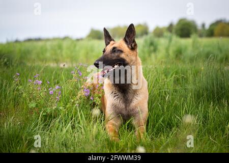 Belgischer Schäferhund (malinois) Stockfoto