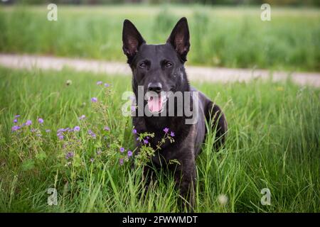 Hollandshe Herdershond (Niederländischer Schäferhund) Stockfoto