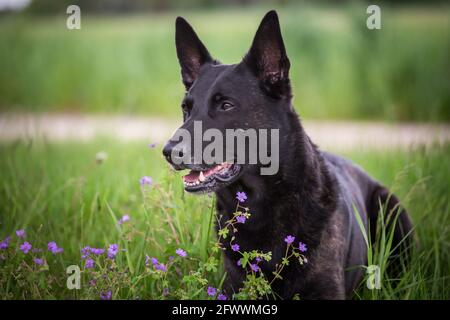 Hollandshe Herdershond (Niederländischer Schäferhund) Stockfoto