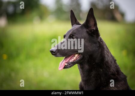 Hollandshe Herdershond (Niederländischer Schäferhund) Stockfoto