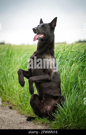 Hollandse Herdershond (Dutch Shepherd) macht Tricks Stockfoto