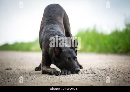 Hollandse Herdershond (Dutch Shepherd) macht Tricks Stockfoto