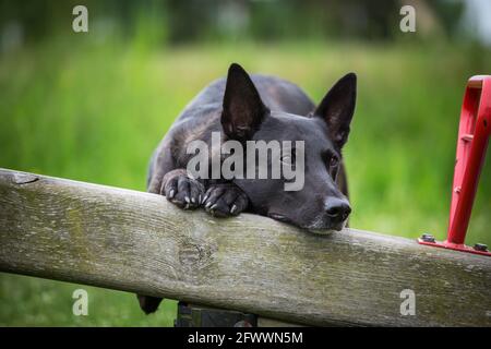 Hollandse Herdershond (Dutch Shepherd) macht Tricks Stockfoto