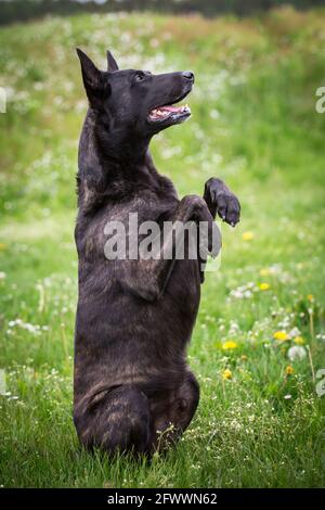 Hollandse Herdershond (Dutch Shepherd) macht Tricks Stockfoto