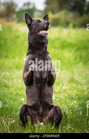 Hollandse Herdershond (Dutch Shepherd) macht Tricks Stockfoto