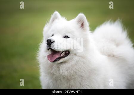 Samoyed Hund Stockfoto